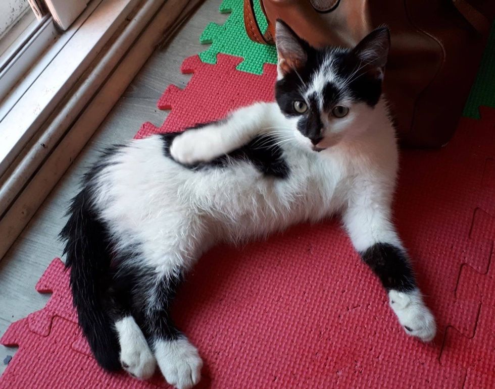 happy, kitten, belly rub