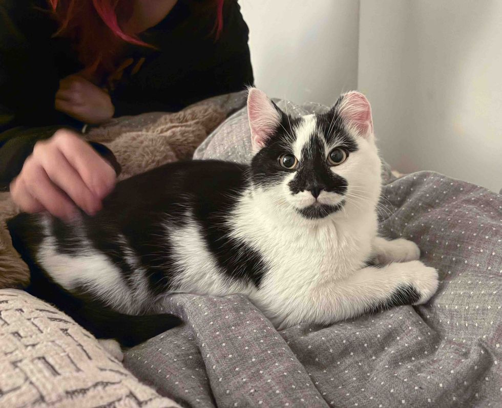 happy kitten cat home