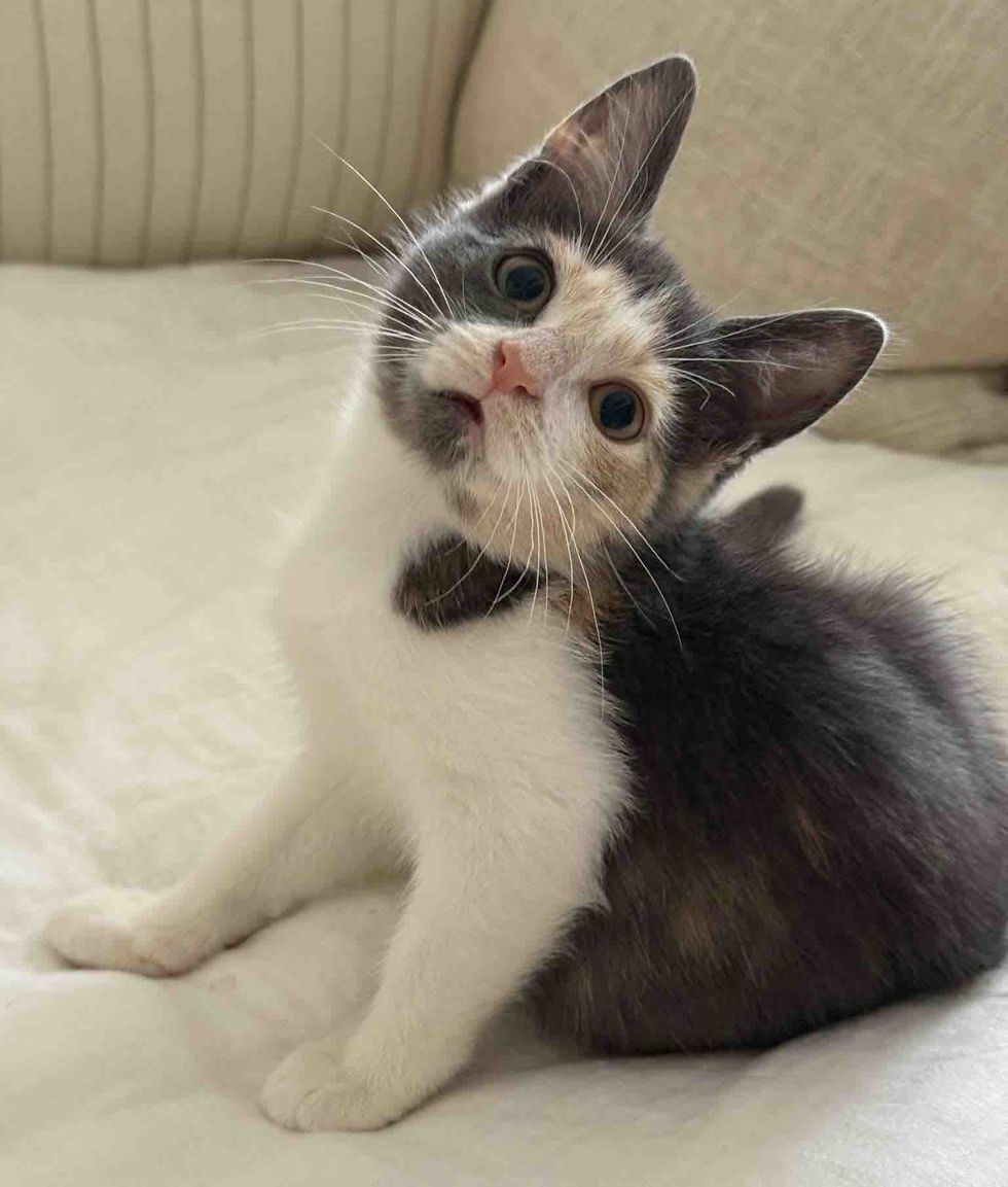 happy kitten dilute calico