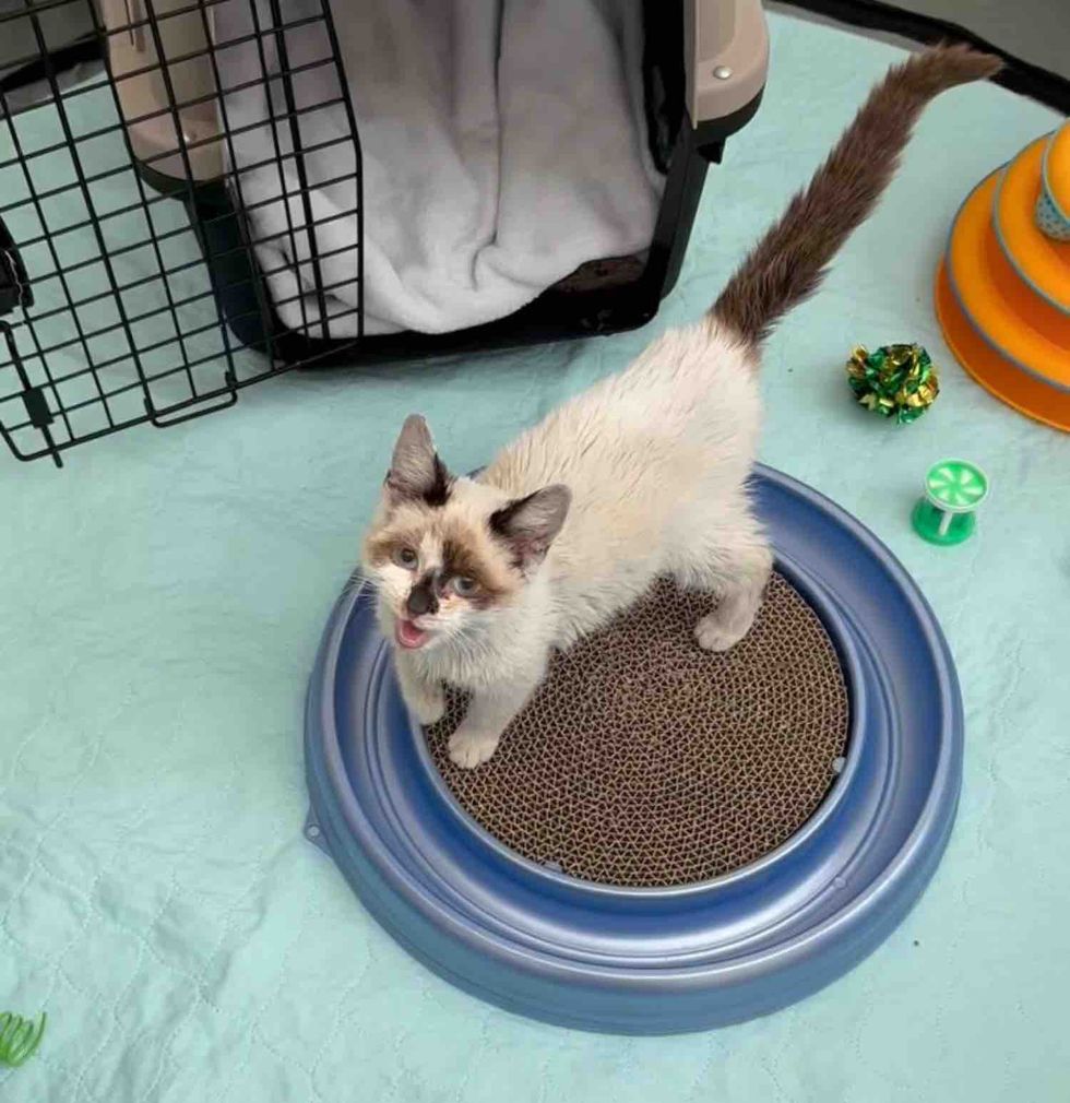 happy kitten seeking attention