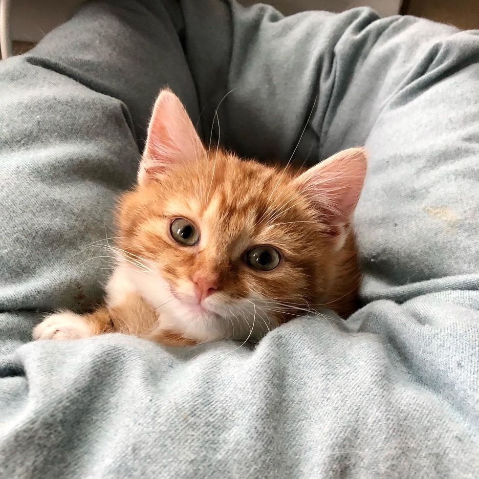 happy kitten, smile kitten