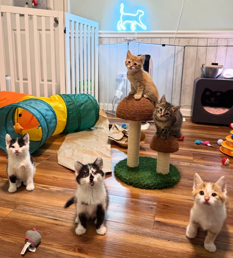 happy kittens room