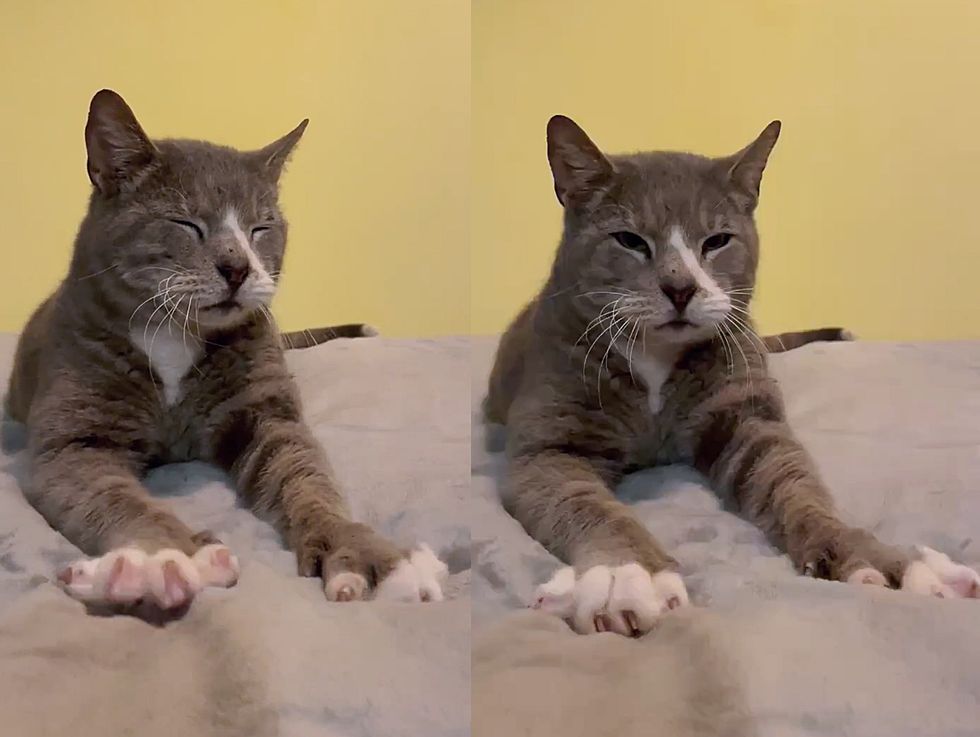happy kneading cat biscuits