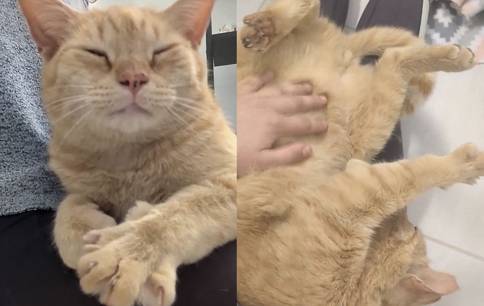 happy kneading lap cat paws