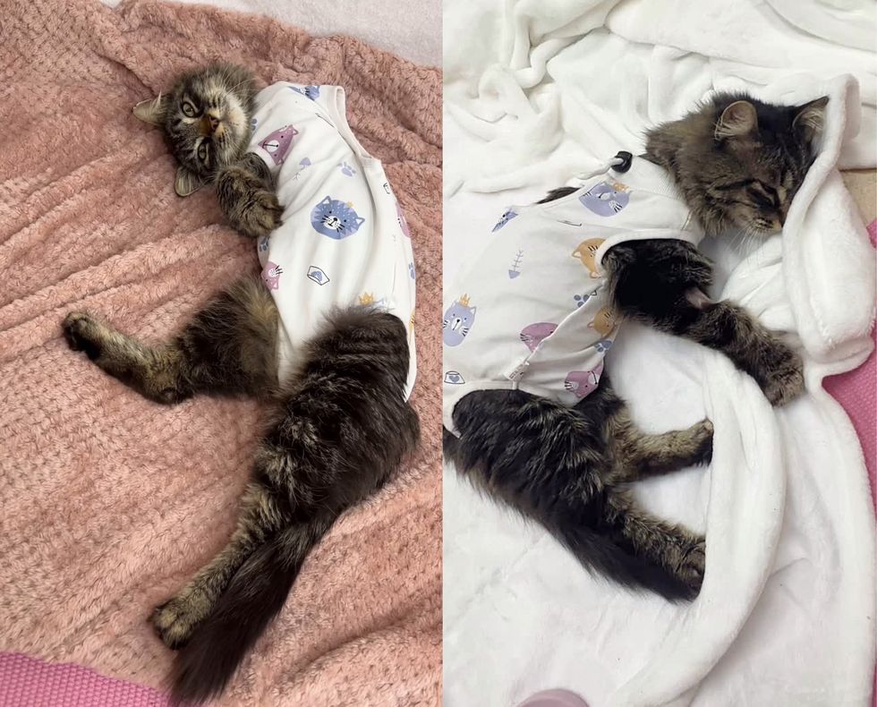 happy kneading three legged cat