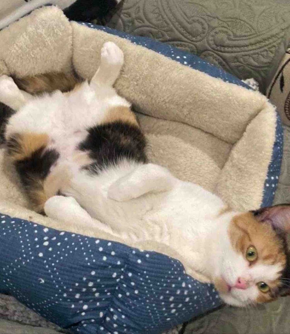 happy lounging cat bed