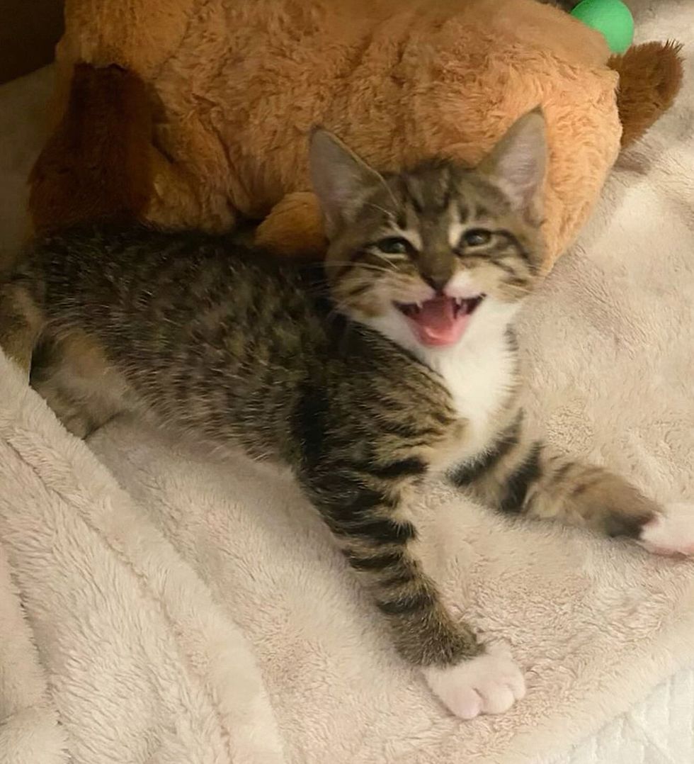 happy meowy playful kitten