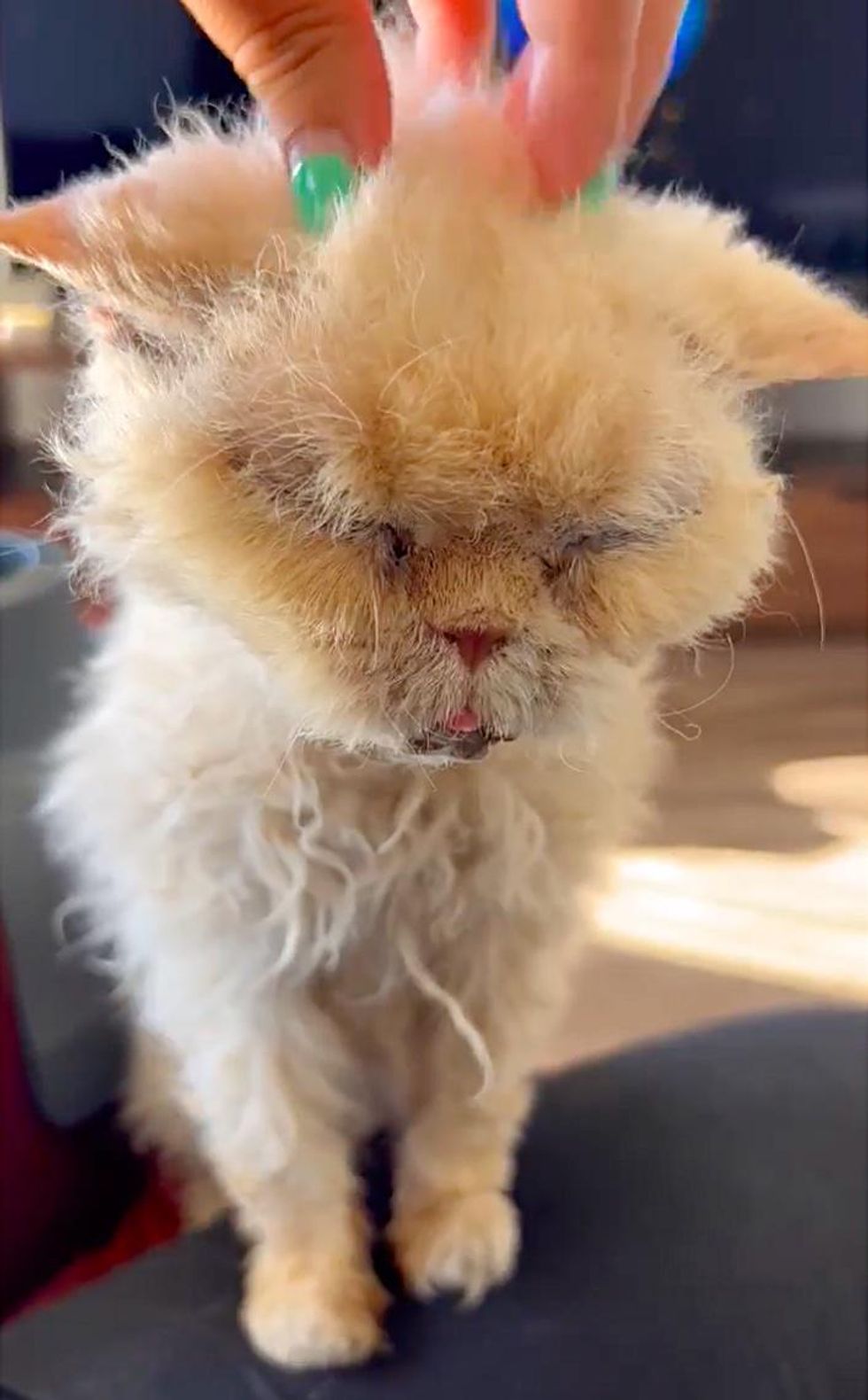 happy old cat