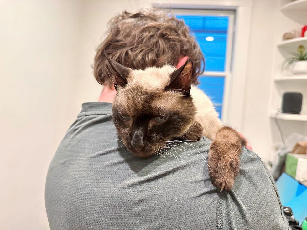 happy older siamese cat