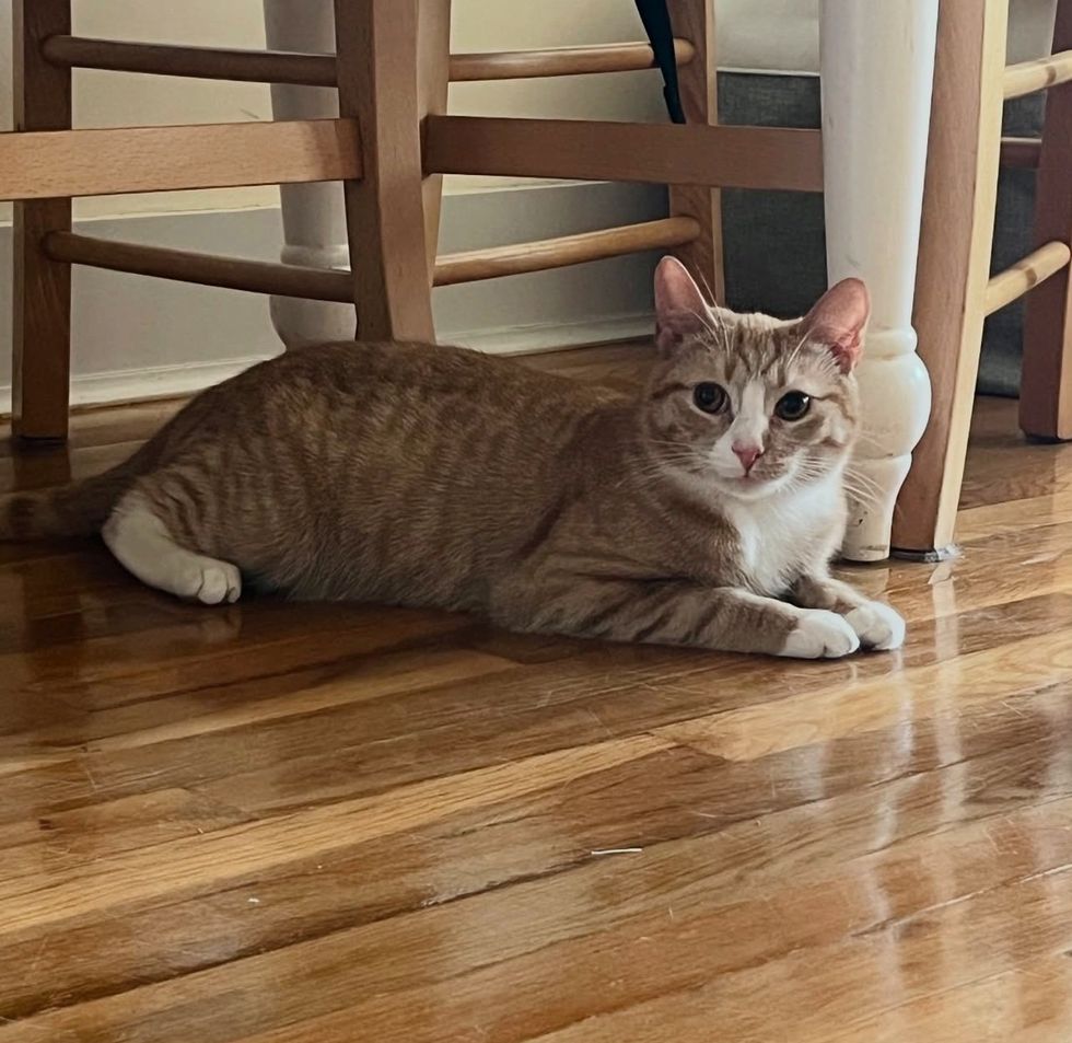 happy orange cat home