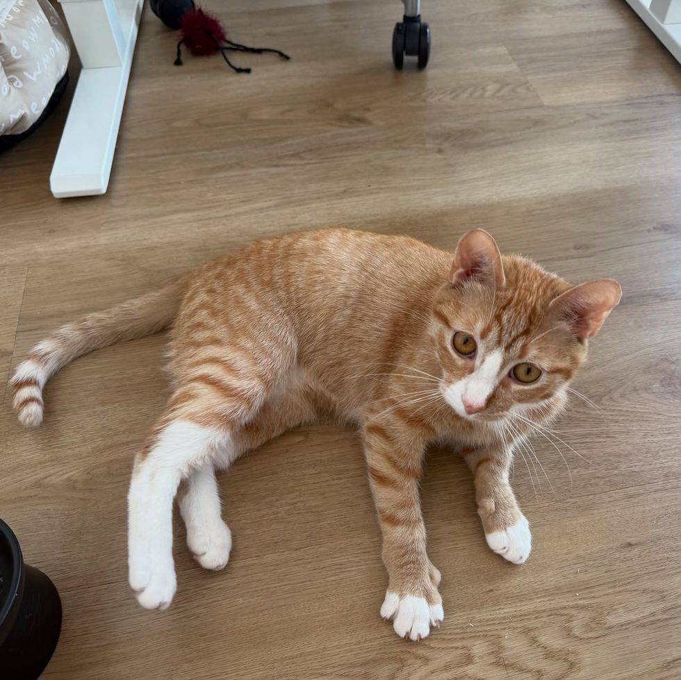 happy orange cat paws