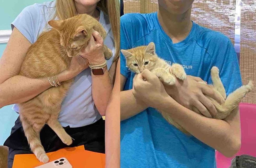 happy orange cats adopted