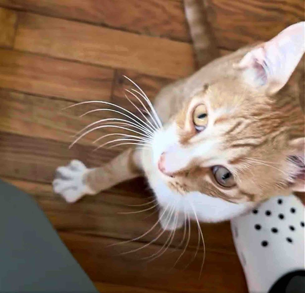 happy orange tabby cat paw