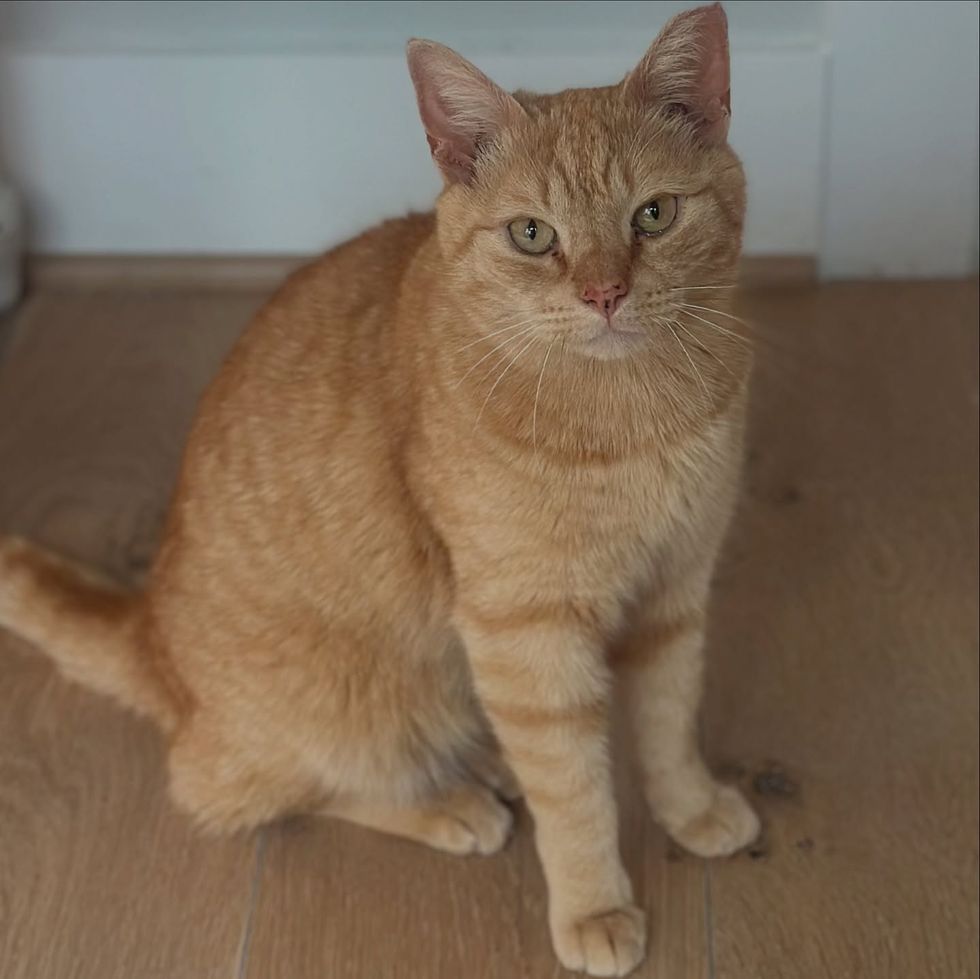 happy orange tabby cat