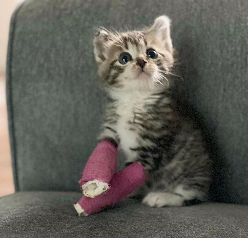 happy playful kitten