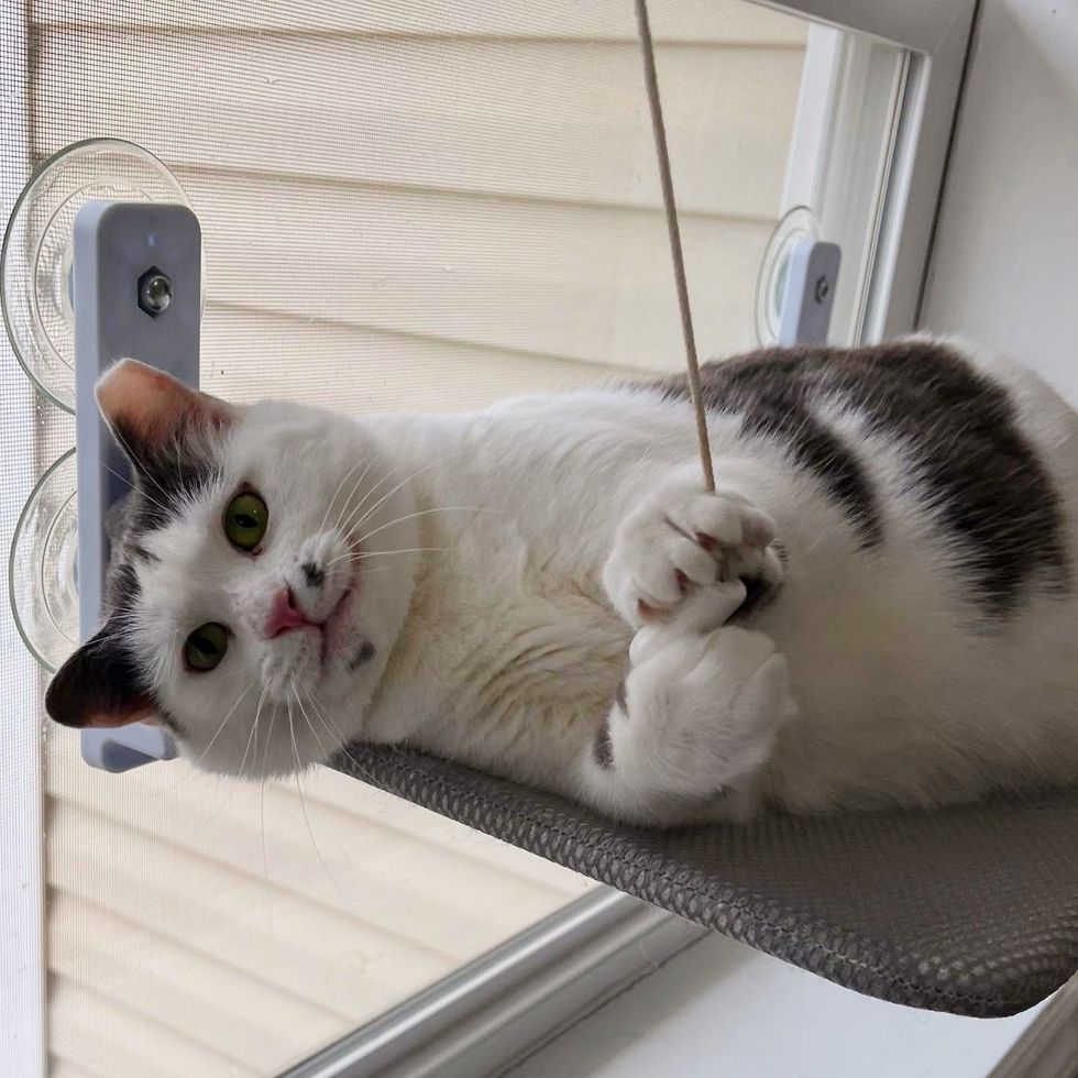 happy playful window cat