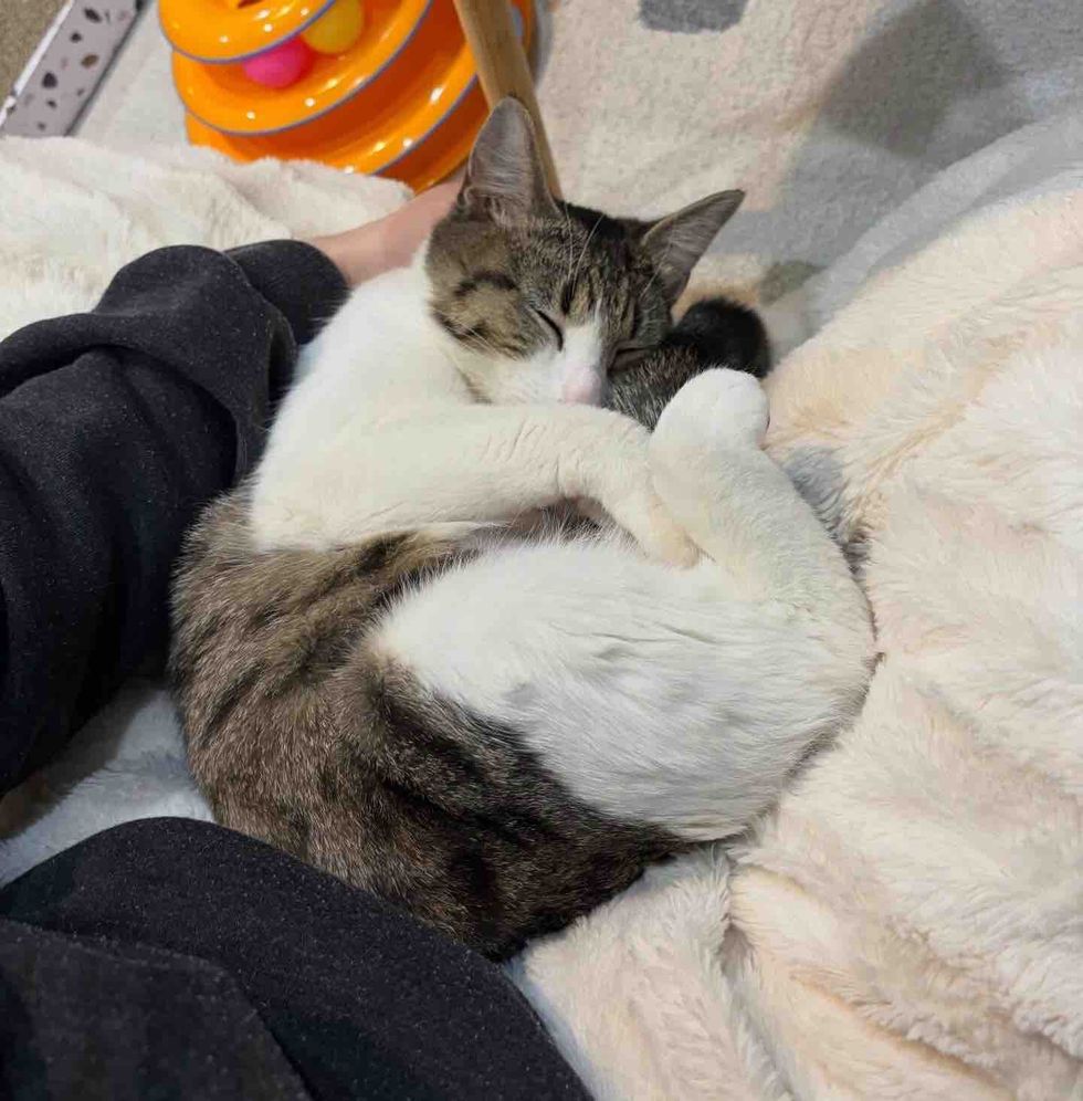 happy sleeping cat curled