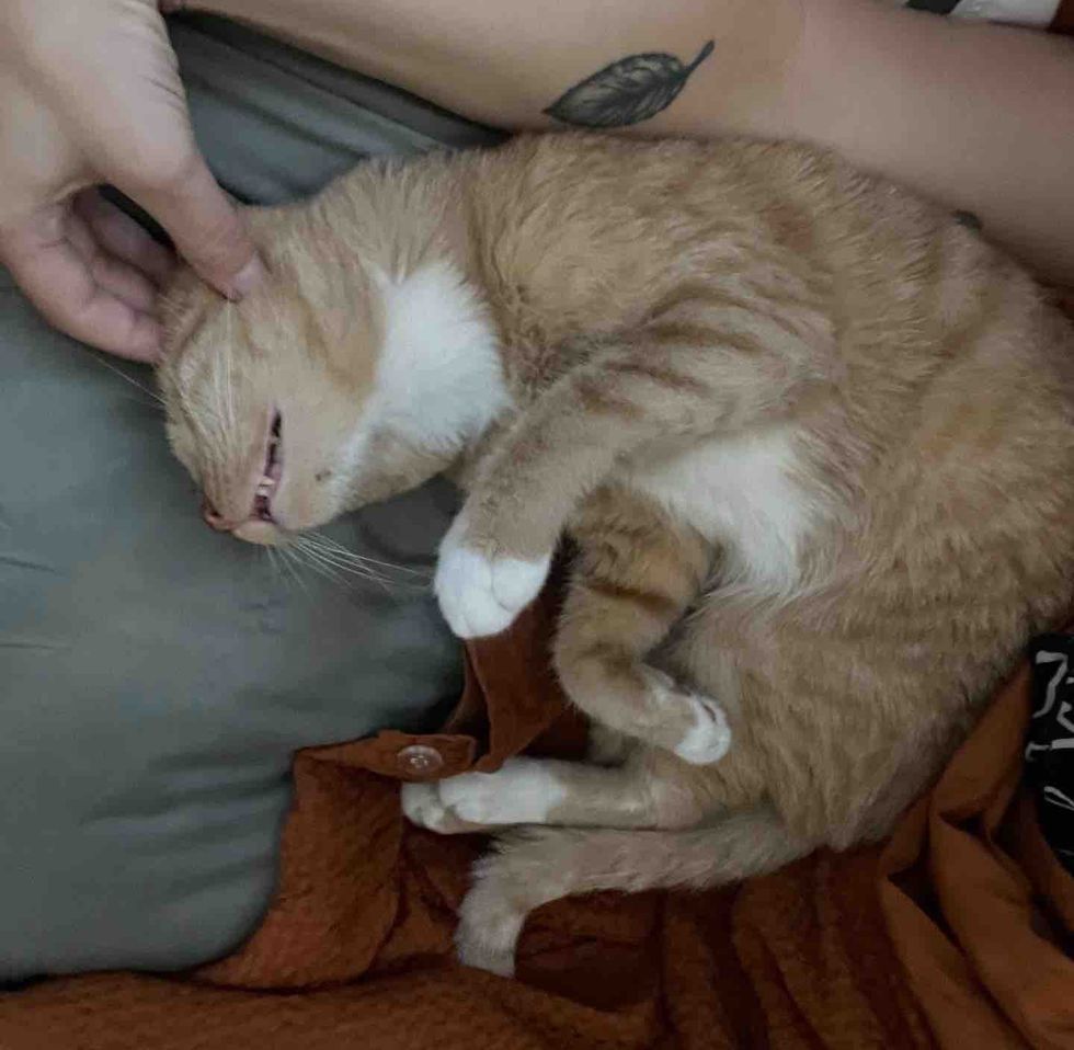 happy sleeping cat home