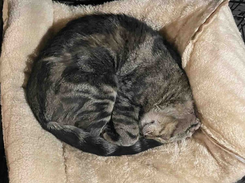 happy sleeping cat indoors