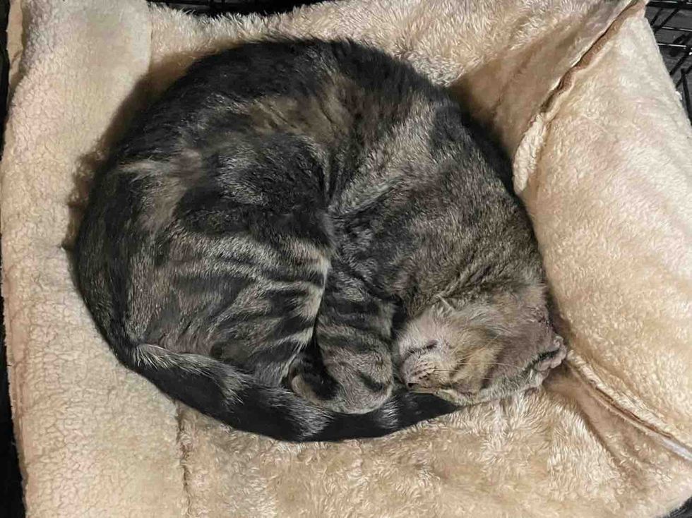 happy sleeping cat indoors