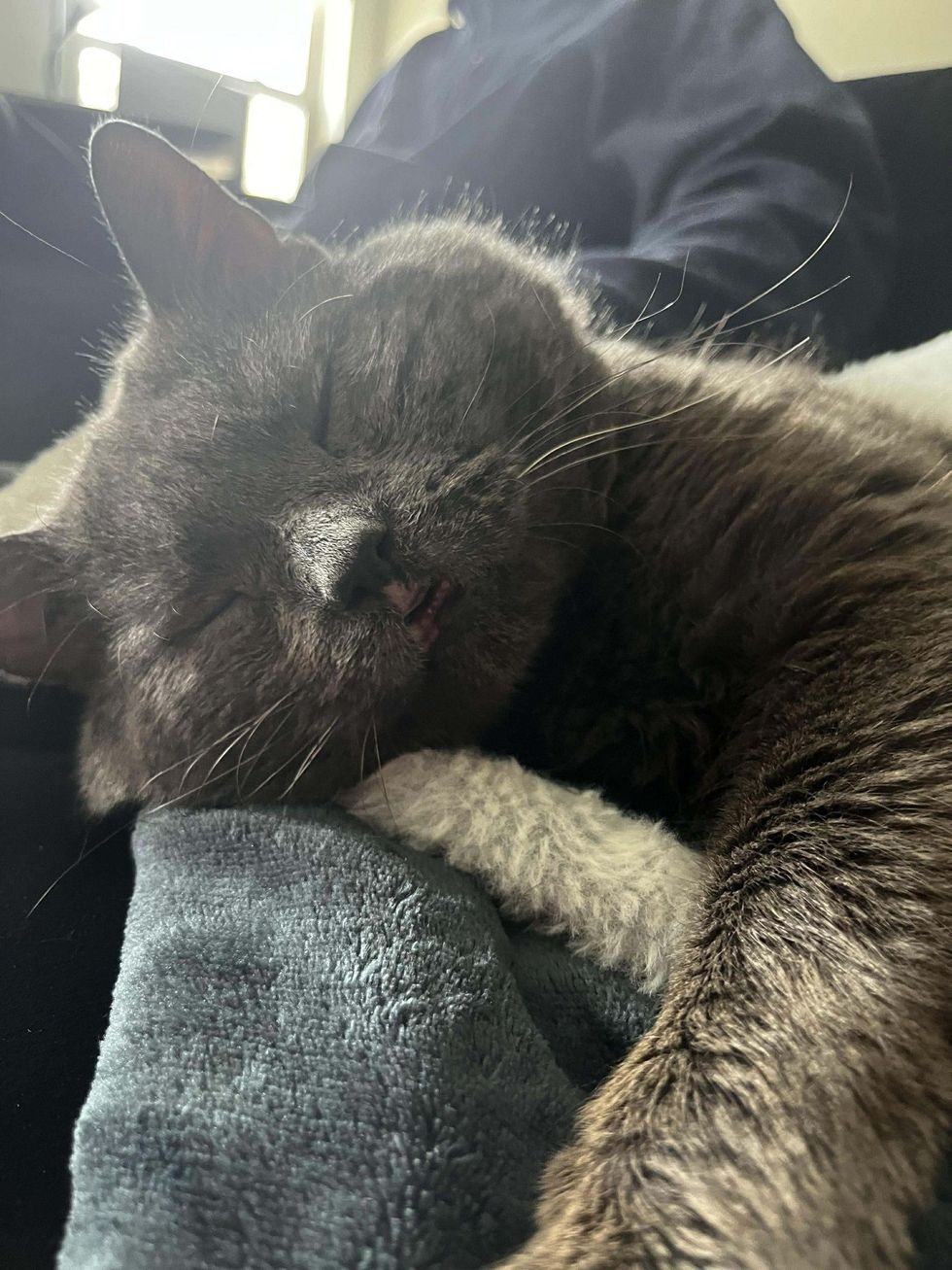 happy sleeping cat snuggles