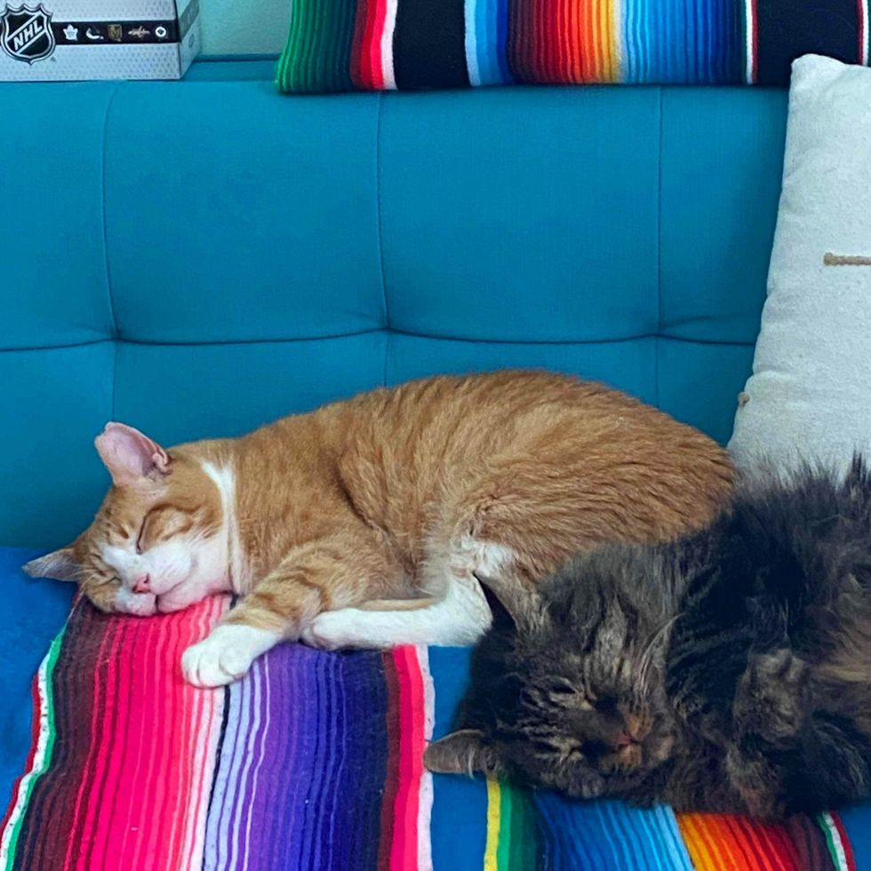 happy sleeping cats