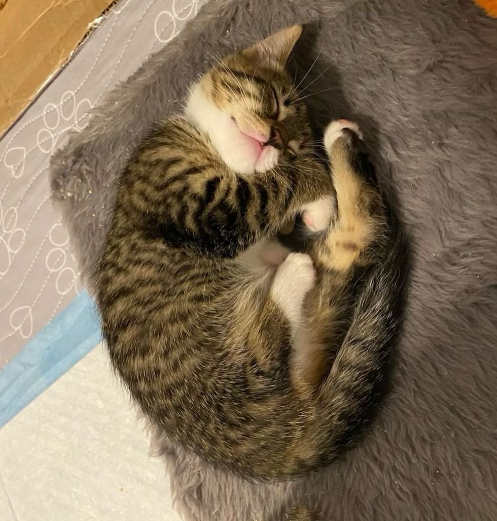 happy sleeping kitten