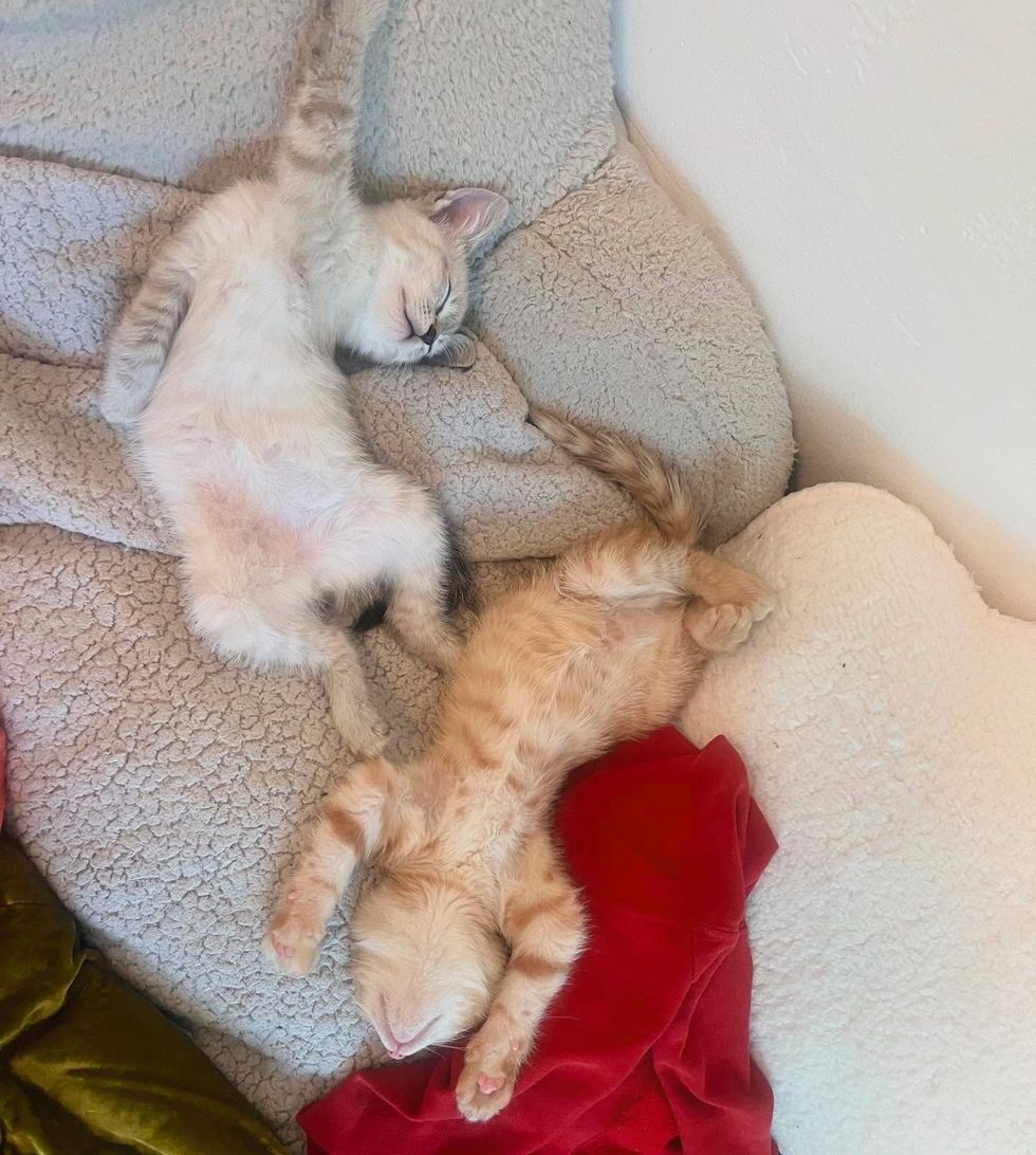happy sleeping kittens