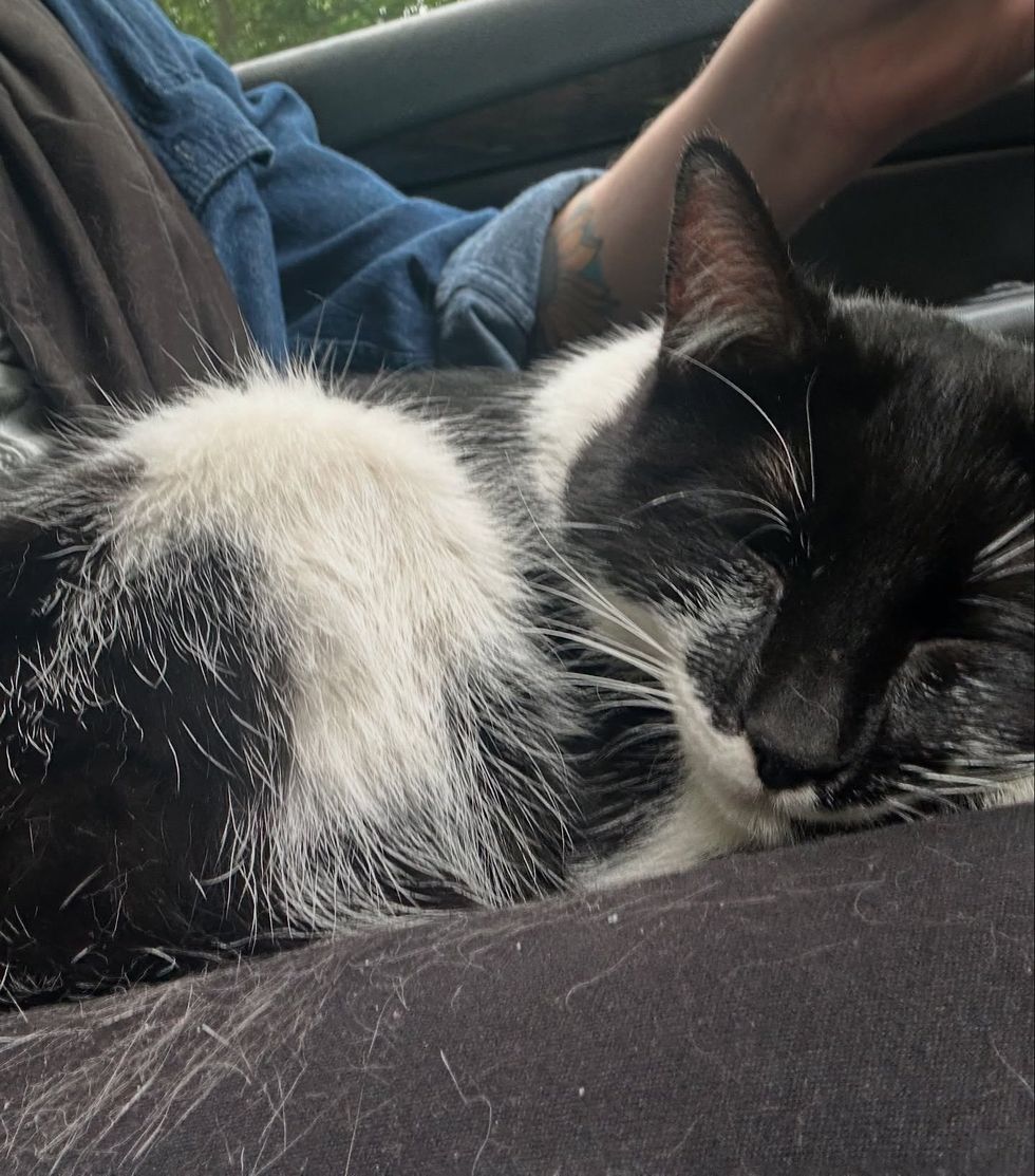 happy sleeping rescue cat