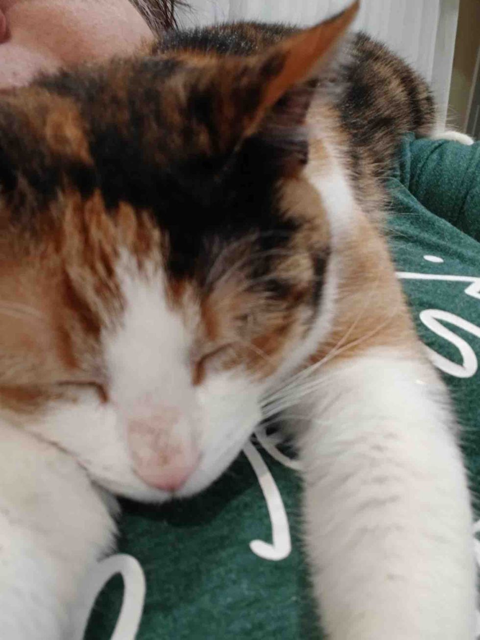 happy sleeping snuggly cat