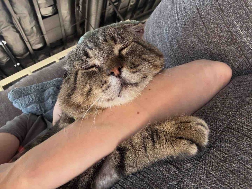 happy sleeping snuggly cat