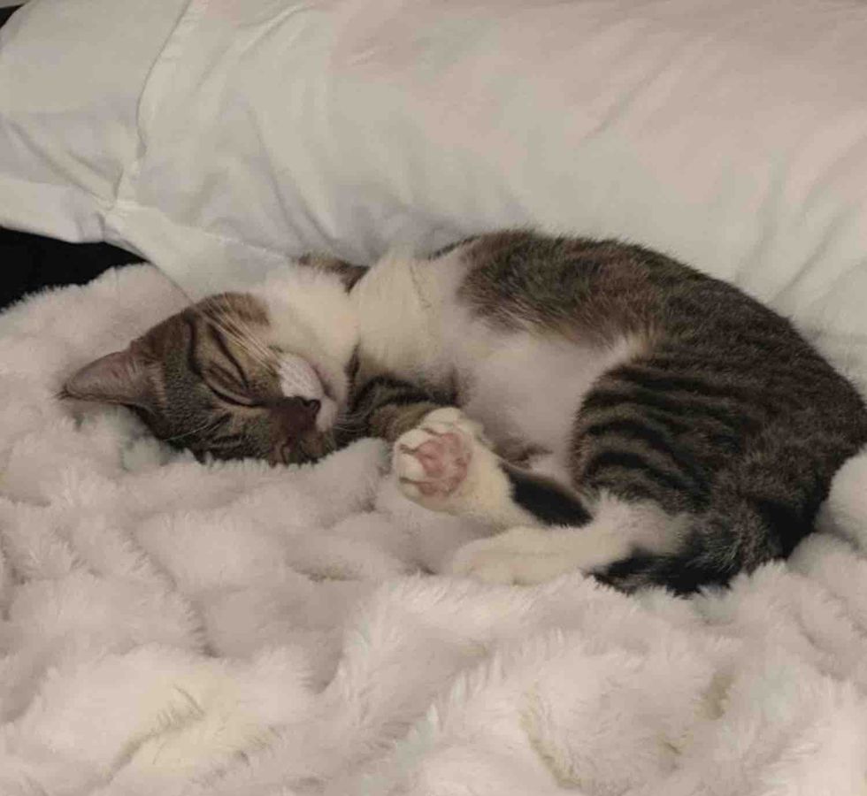 happy sleeping tabby cat