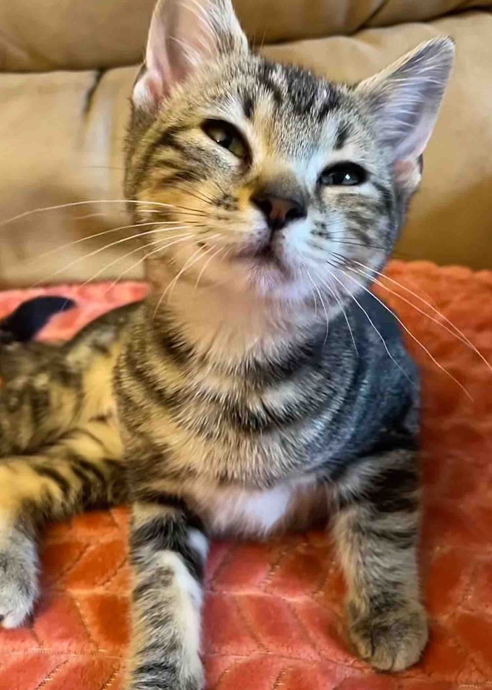 happy smiling tabby cat