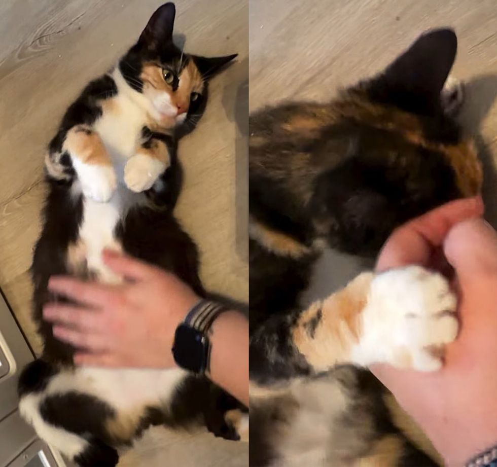 happy snuggly calico cat