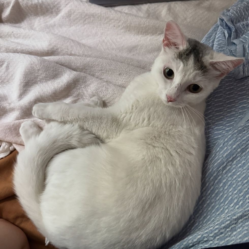 happy snuggly cat