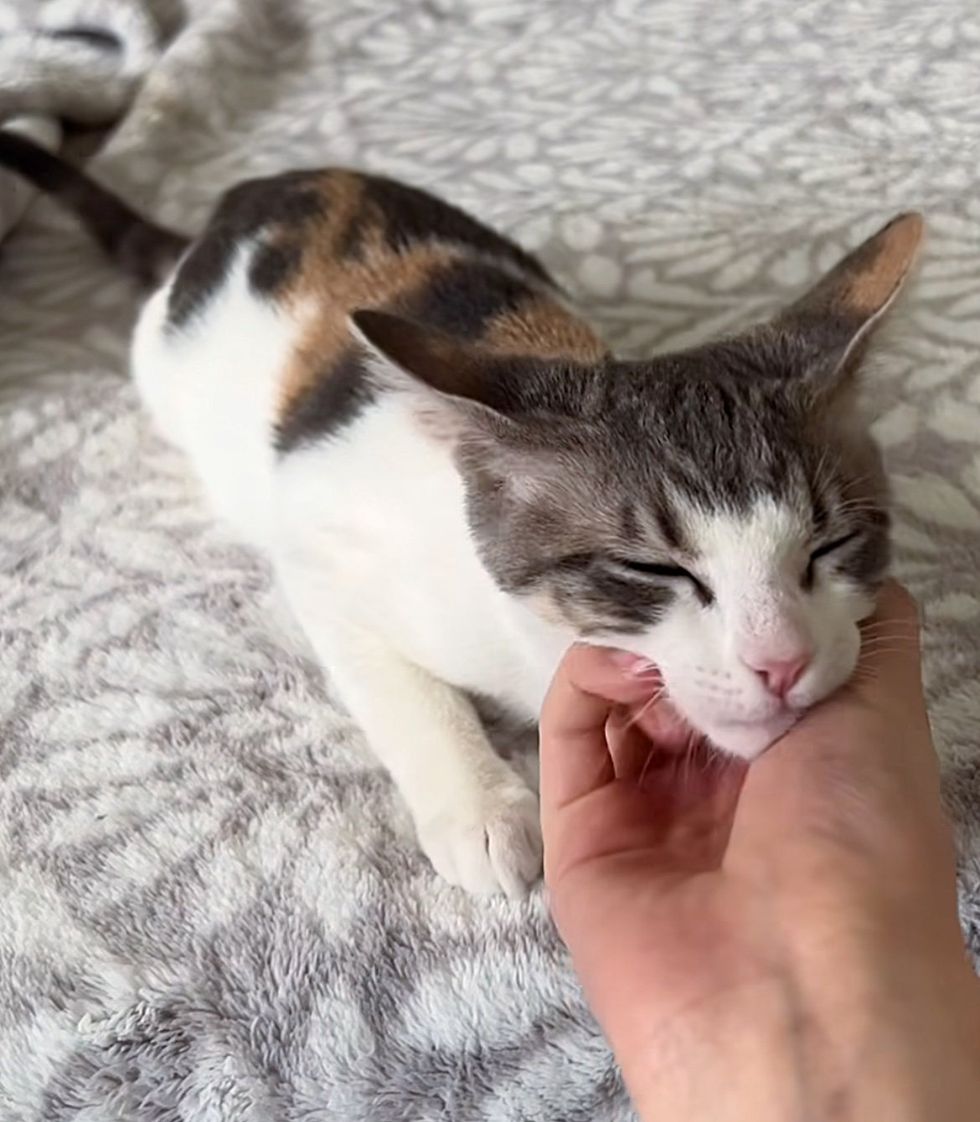 happy snuggly kitten