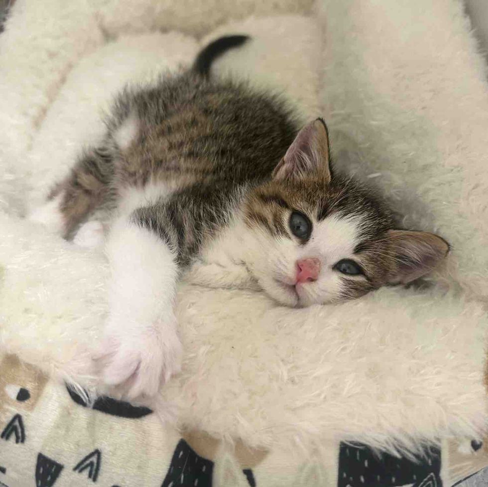 happy snuggly kitten