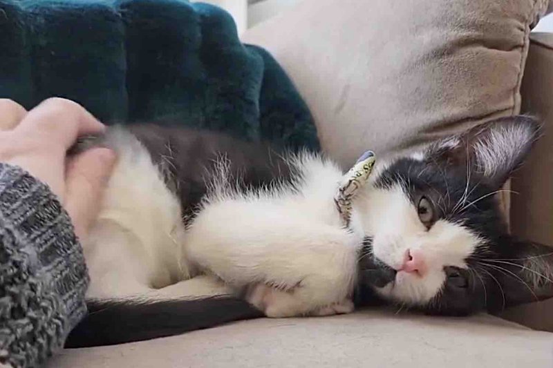 happy snuggly kitten