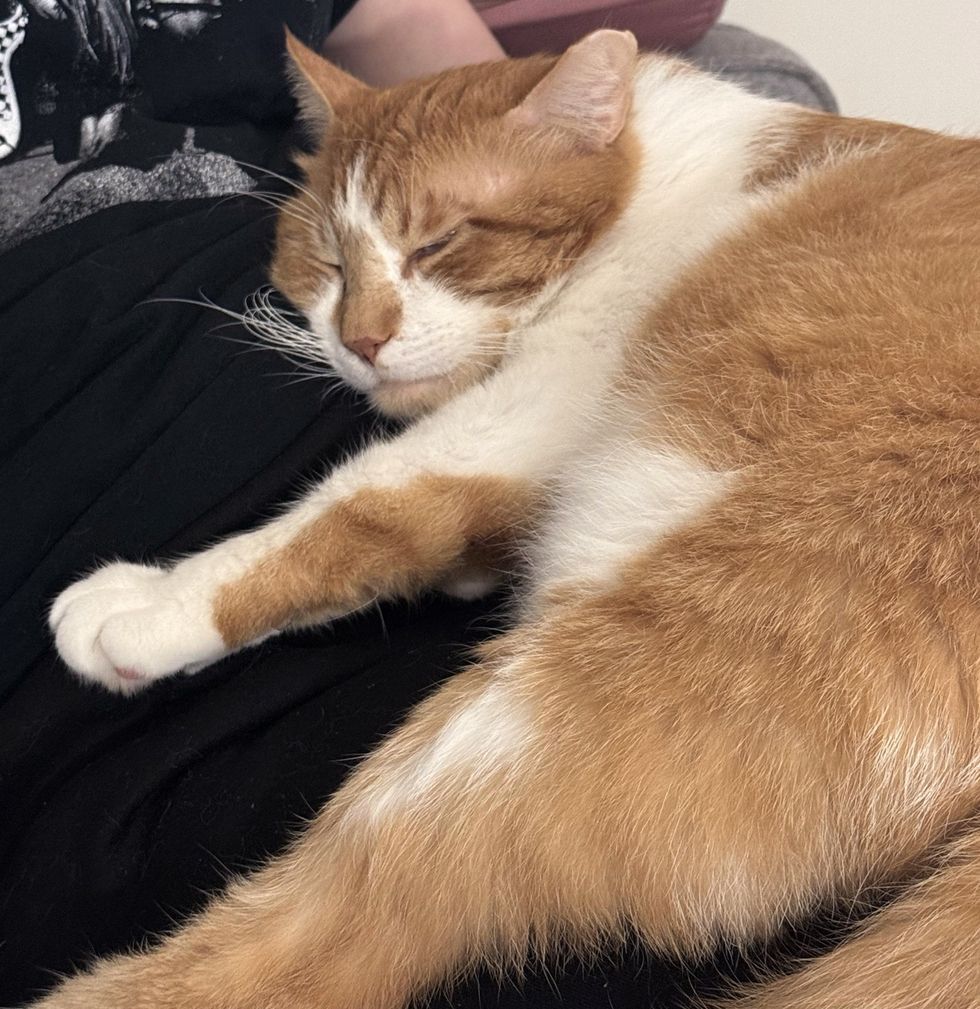 happy snuggly lap cat