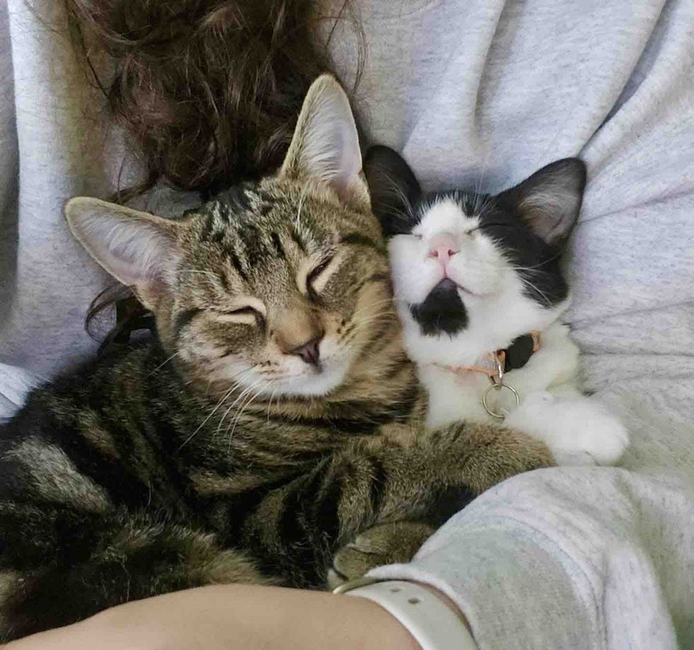 happy snuggly sleeping kittens