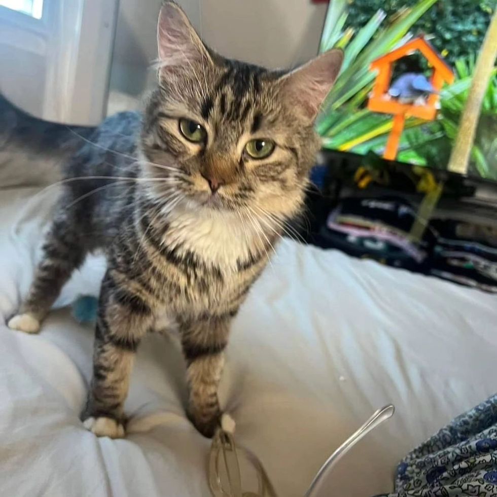 happy tabby cat home