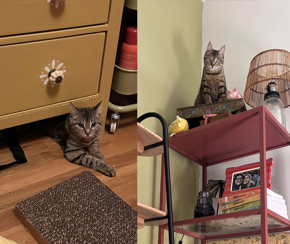 happy tabby cat home