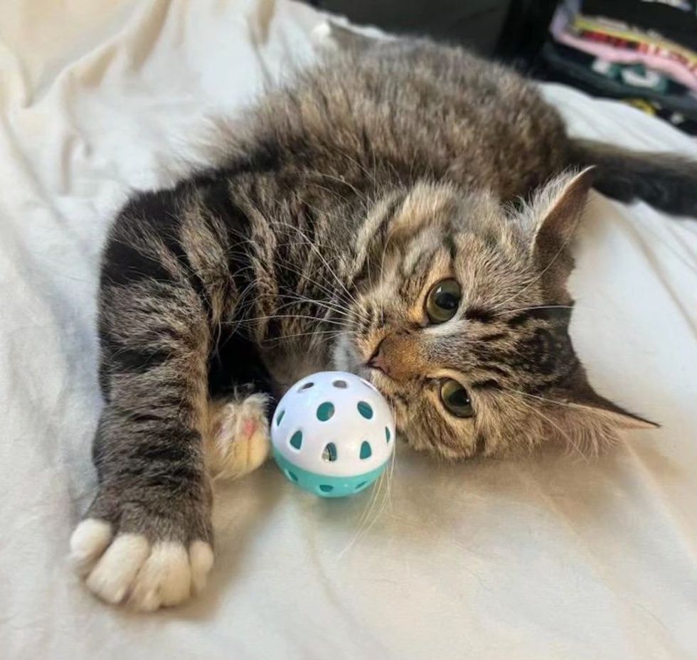 happy tabby cat toy