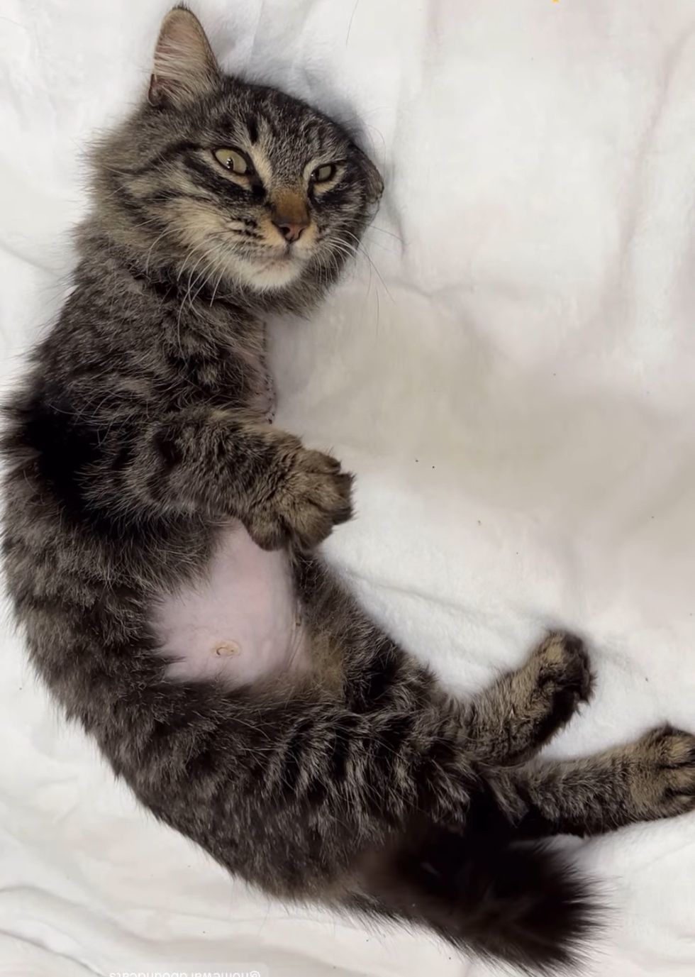 happy three legged cat