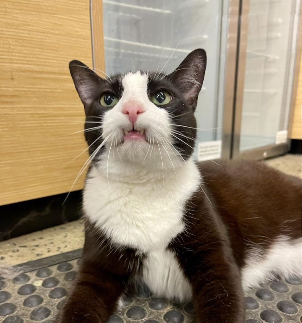 happy toothy grin cat