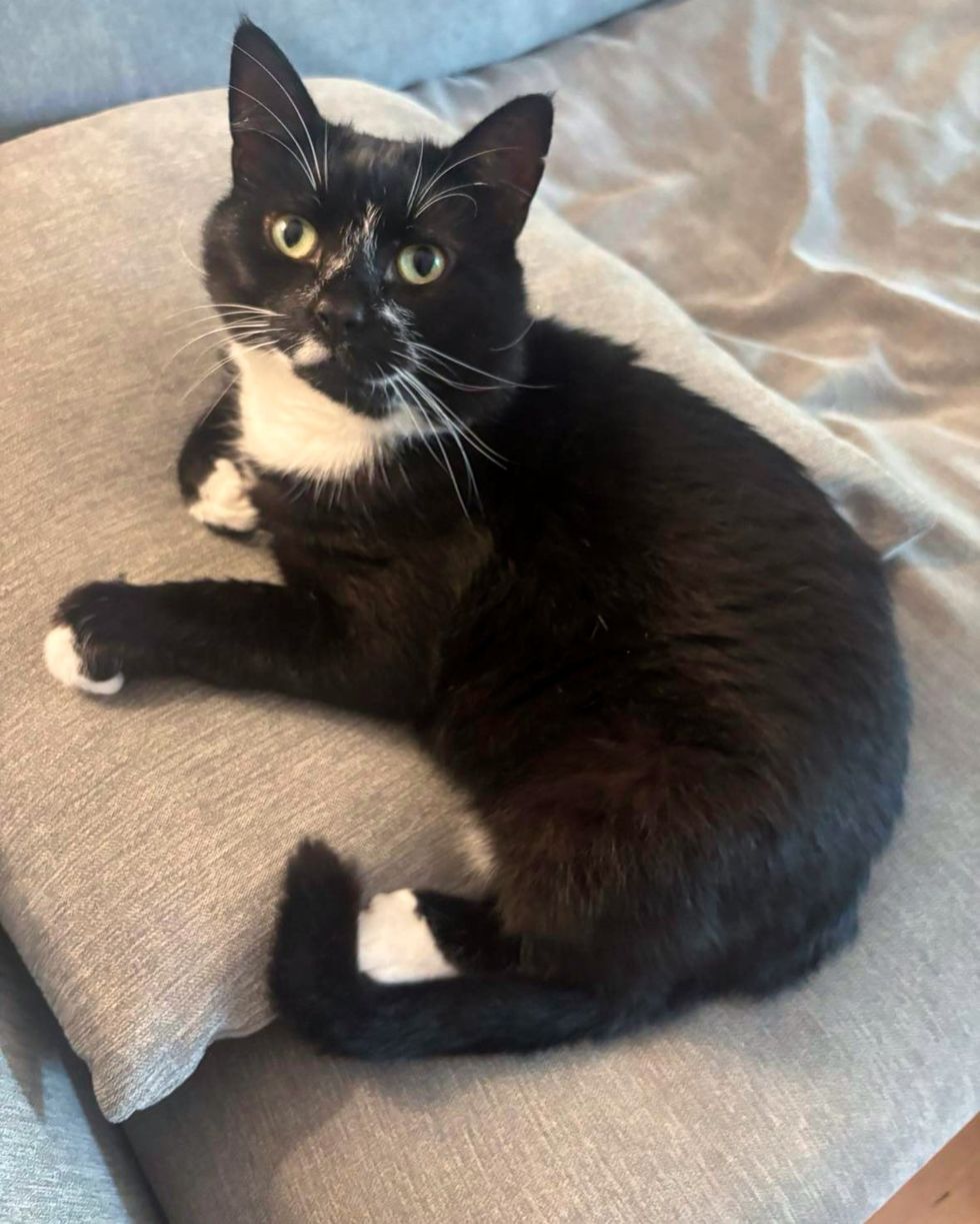 happy tuxedo cat couch