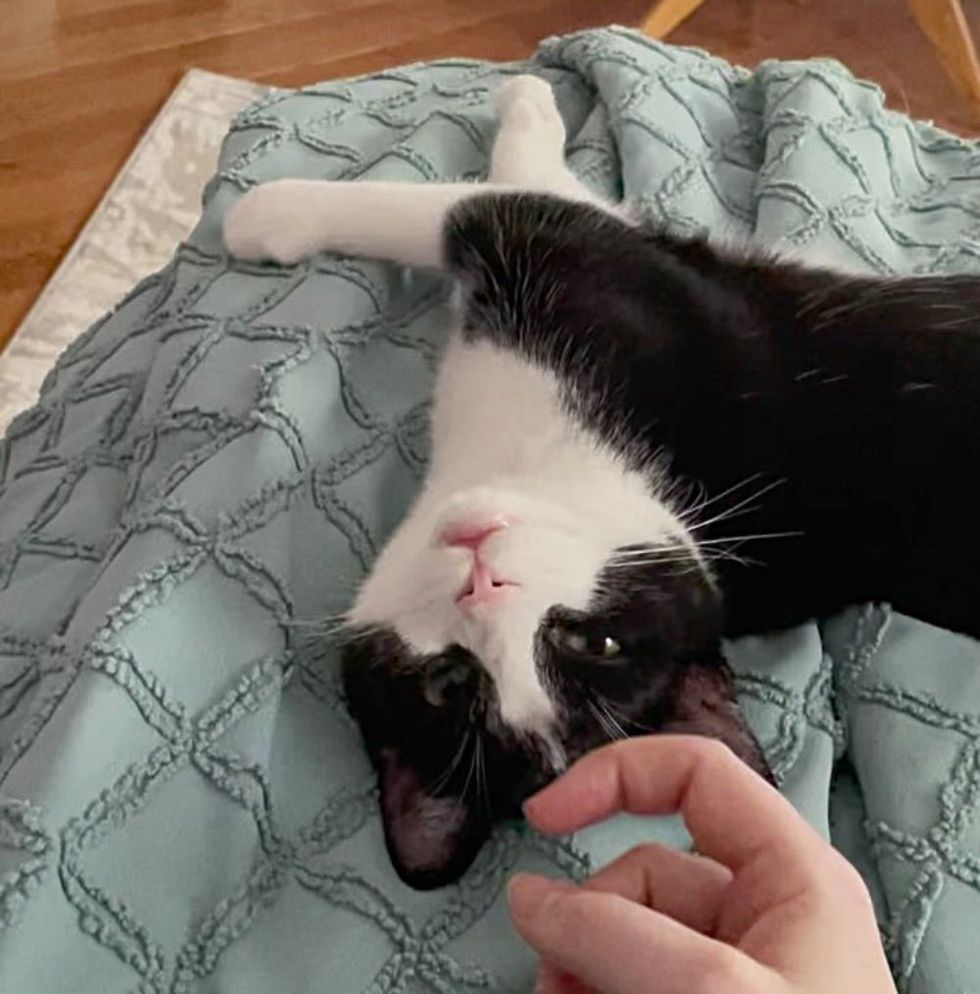happy tuxedo cat
