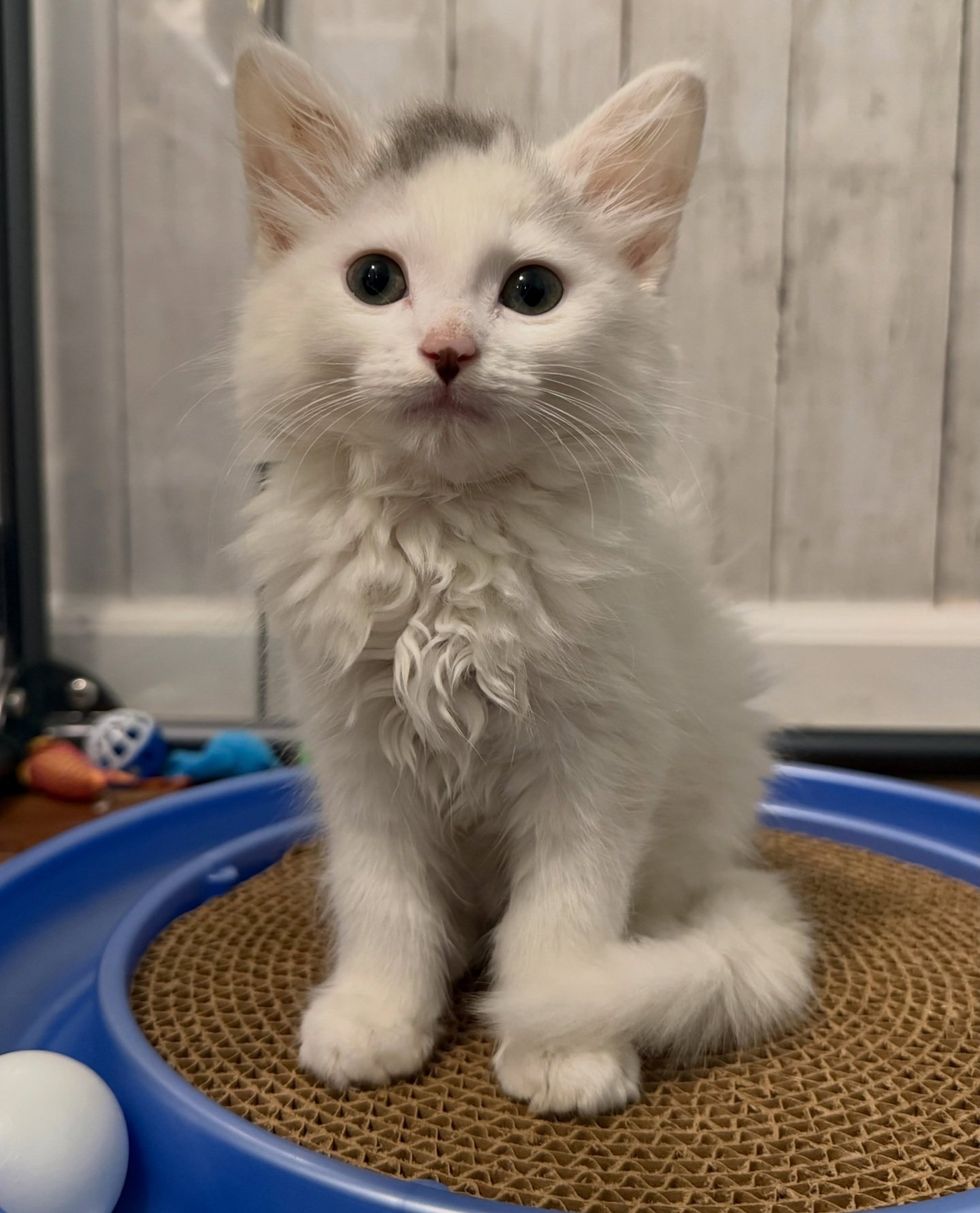 Healthy fluffy white kitten sitting upright on a round scratching pad, looking alert.
