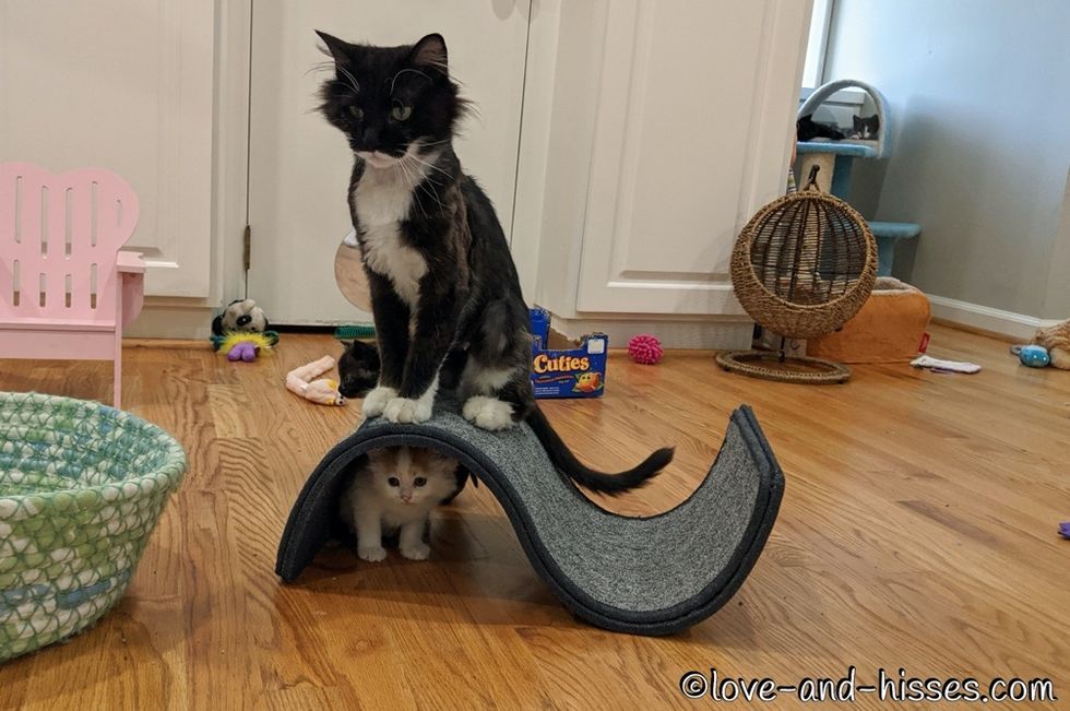 hide and seek, kitten, cat