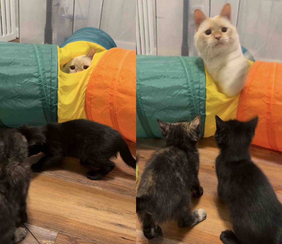 house cat foster kittens